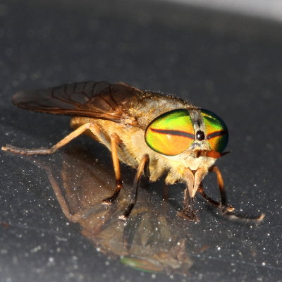 Greenhead Fly ♀