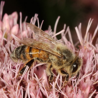 Tribe Apini : Honey Bees