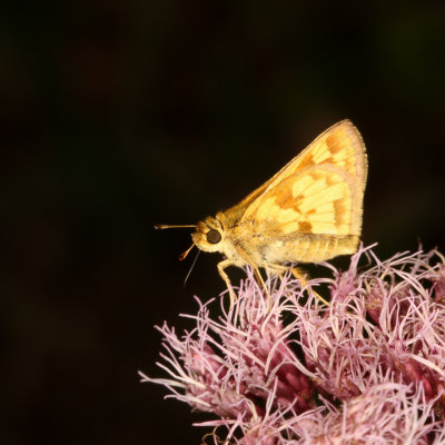 Peck's Skipper