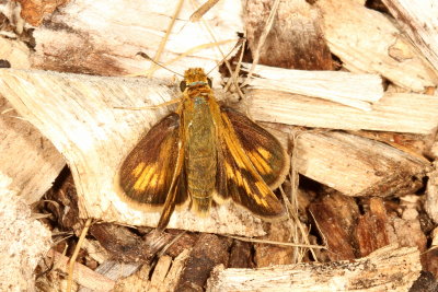 Peck's Skipper ♀