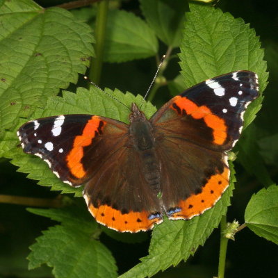 Red Admiral 