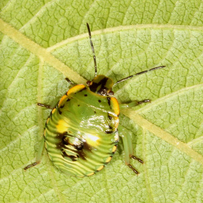 Chinavia hilaris  4th instar