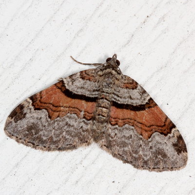 7333-7444 : Stamnodes, Xanthorhoe