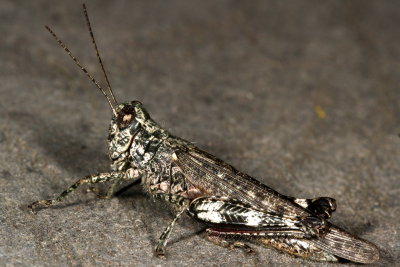 Pine Tree Spurthroat Grasshopper ♀