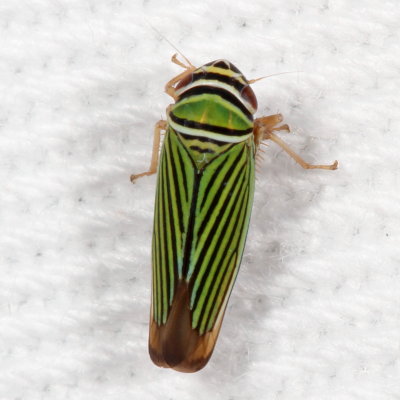 Tylozygus bifidus