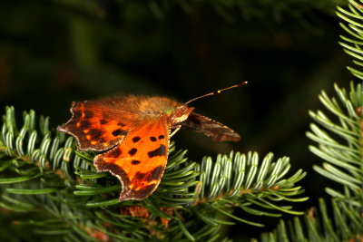 Eastern Comma