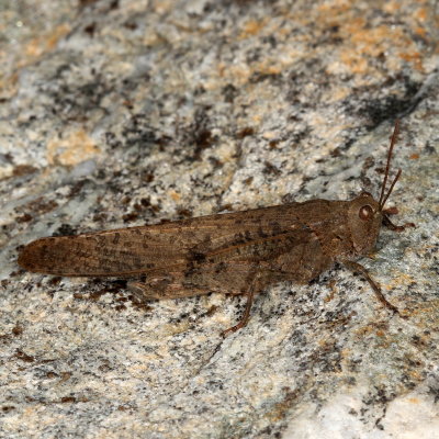 Carolina Grasshopper