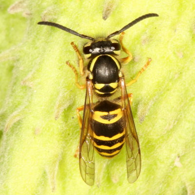 Vespula maculifrons