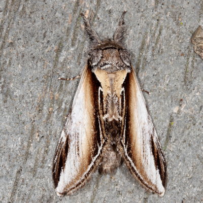 Notodontidae Moths : 7895 - 8032