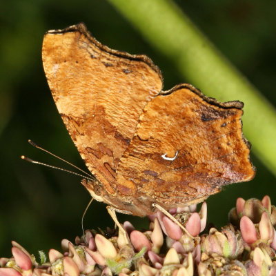 Eastern Comma