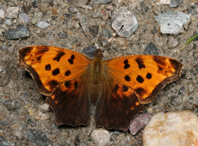 Eastern Comma