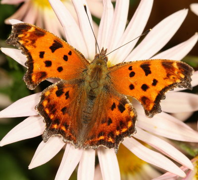 Eastern Comma