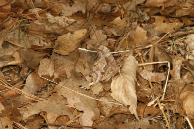 Nice camouflage 