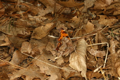 Eastern Comma