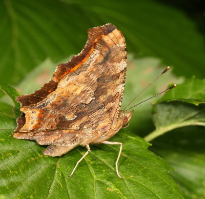 Eastern Comma