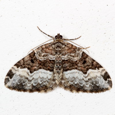  Hodges#7399 * Sharp-angled Carpet * Euphyia intermediata