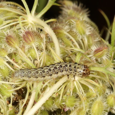 Hodges#4986.1 - Sitochroa palealis