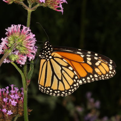 Monarch