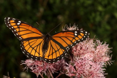 Viceroy
