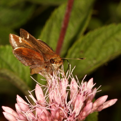 Zabulon Skipper ♀