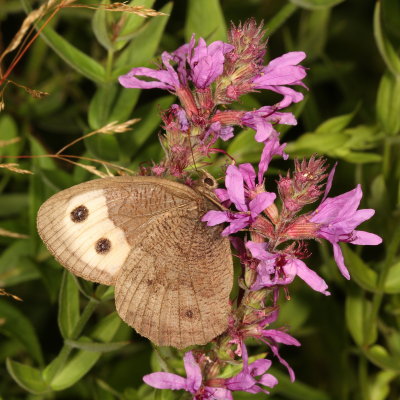 Common Wood-Nymph