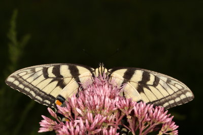 Eastern Tiger Swallowtail