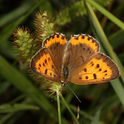 Bronze Copper ♀