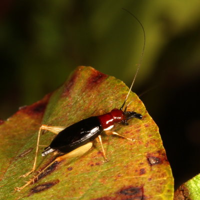 Red-headed Bush Cricket