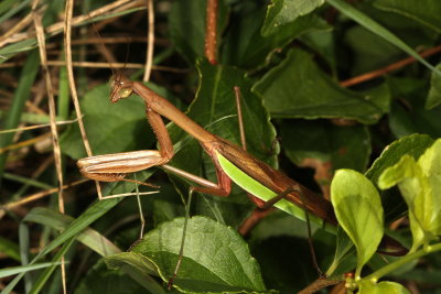 Chinese Mantid