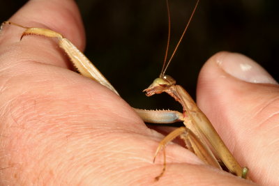 Chinese Mantid