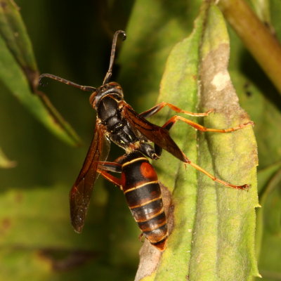 Polistes fuscatus