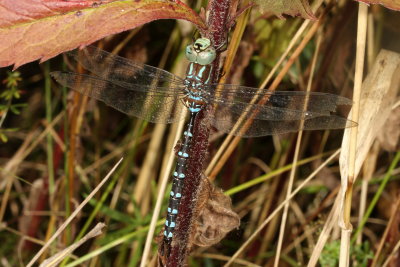 Black-tipped Darner