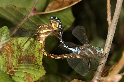 Lance-Tipped Darner