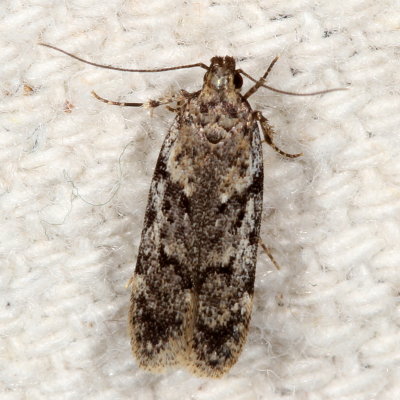 Hodges#2099 * Boxelder Leafworm Moth * Chionodes obscurusella