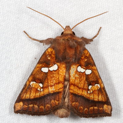 Hodges#9480 * Bracken Borer Moth * Papaipema pterisii