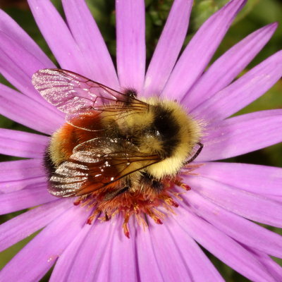 Bombus ternarius * Tricolored Bumble Bee