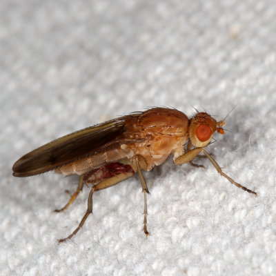 Pseudoscorpion