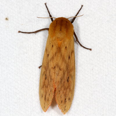 Hodges#8129 * Isabella Tiger Moth * Pyrrharctia isabella