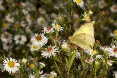 Clouded Sulphur