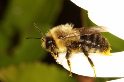 Common Eastern Bumble Bee ♂