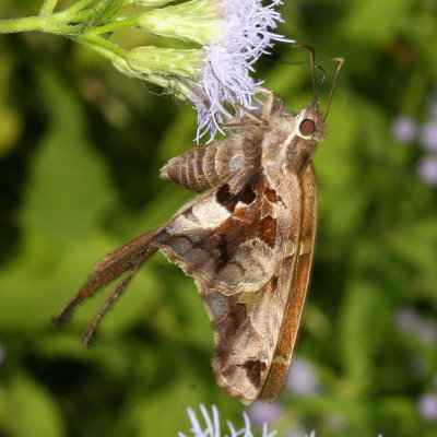 Zilpa Longtail