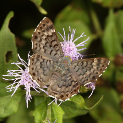 Blue Metalmark ♀