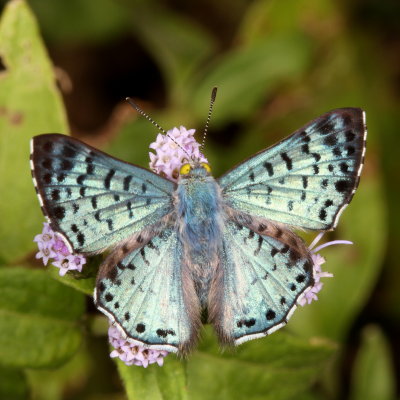 Blue Metalmark ♂