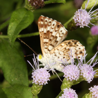 Blue Metalmark