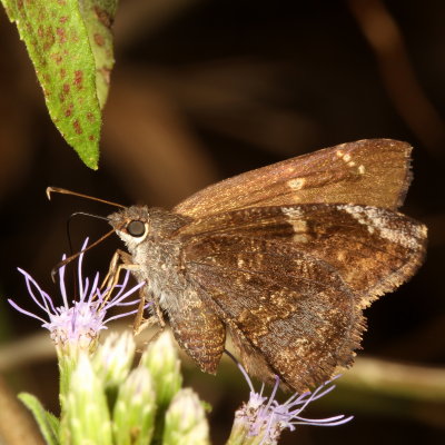 Mimosa Skipper