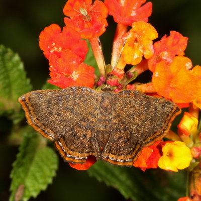 Red-bordered Metalmark. ♀