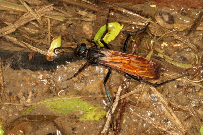 Genus Pepsis ♀ 