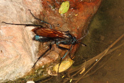 Genus Pepsis ♀ 