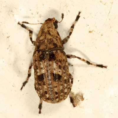 Euparius marmoreus
