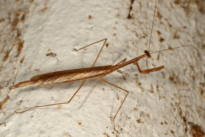 Bistanta campestris